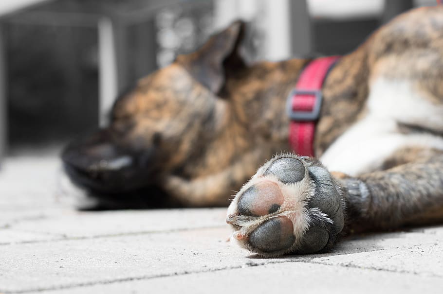 dog, boxer, paw, animal themes, mammal, one animal, domestic HD wallpaper