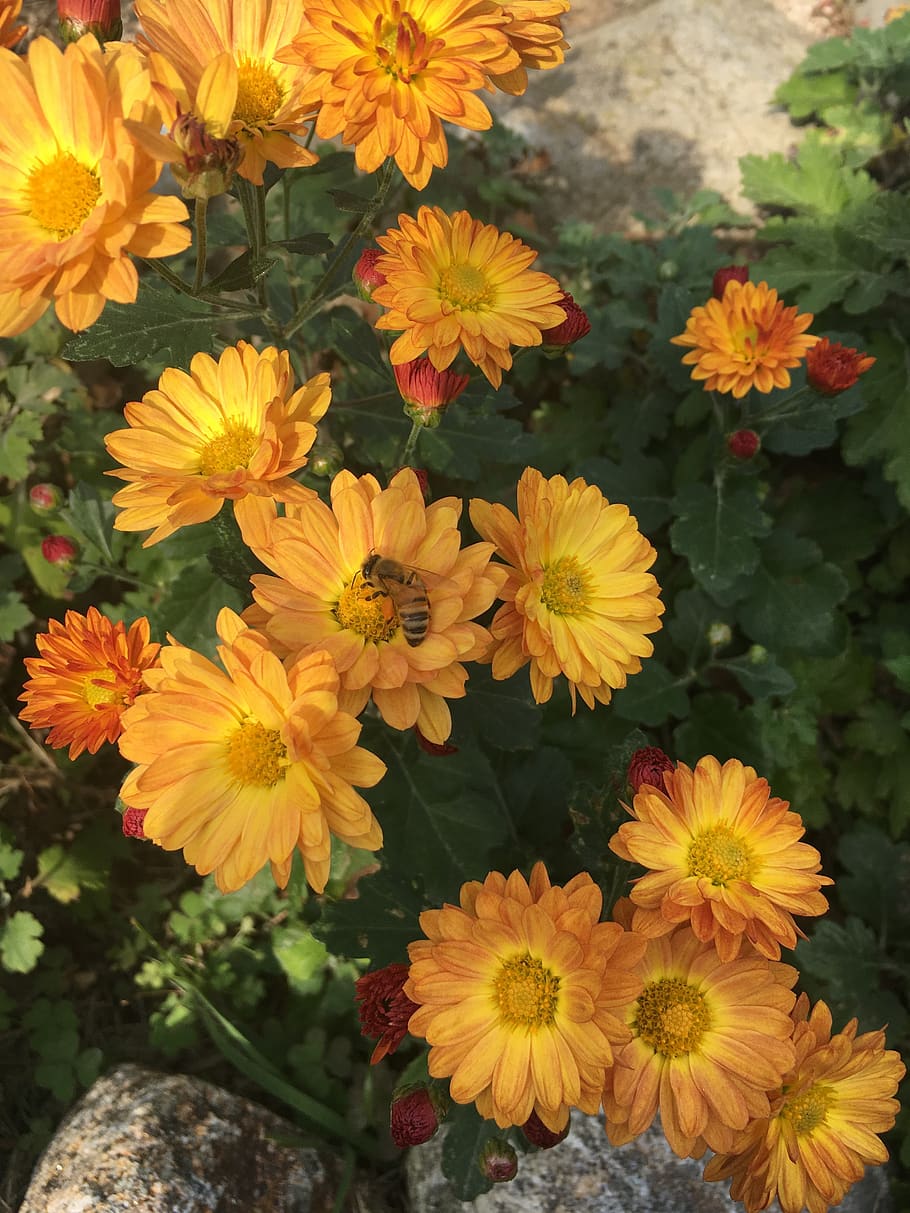 flowers, chrysanthemum, bee, flowering plant, fragility, vulnerability HD wallpaper