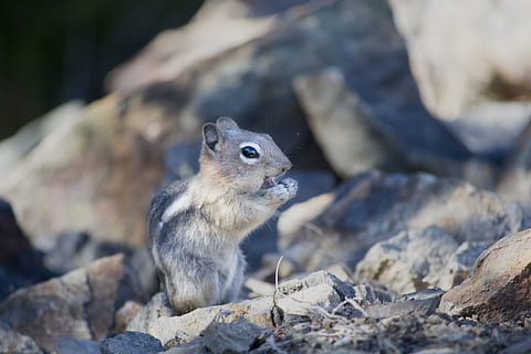 chipmunk, squirrel, mammal, rodent, small, creature, animal HD wallpaper