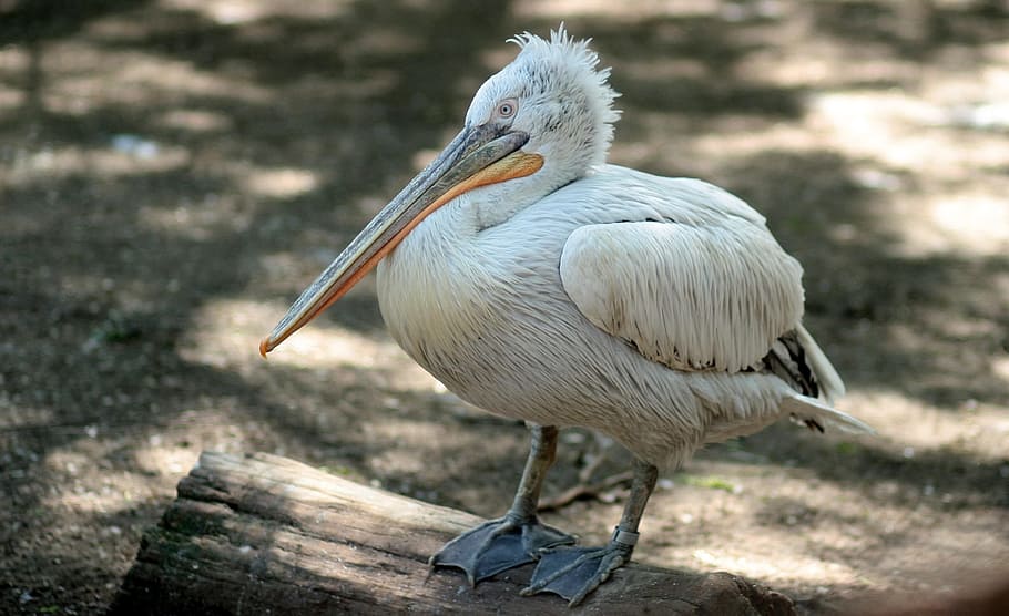 pelican, birds, rest, animal wildlife, one animal, animals in the wild HD wallpaper