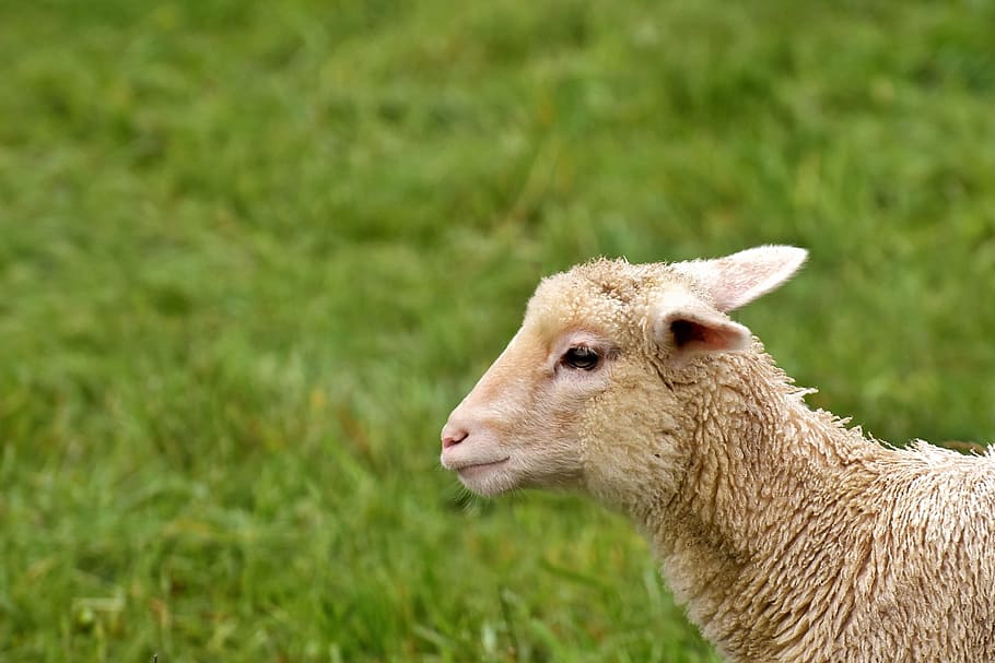 brown sheep, lamb, schäfchen, meadow, animals, nature, animal world HD wallpaper