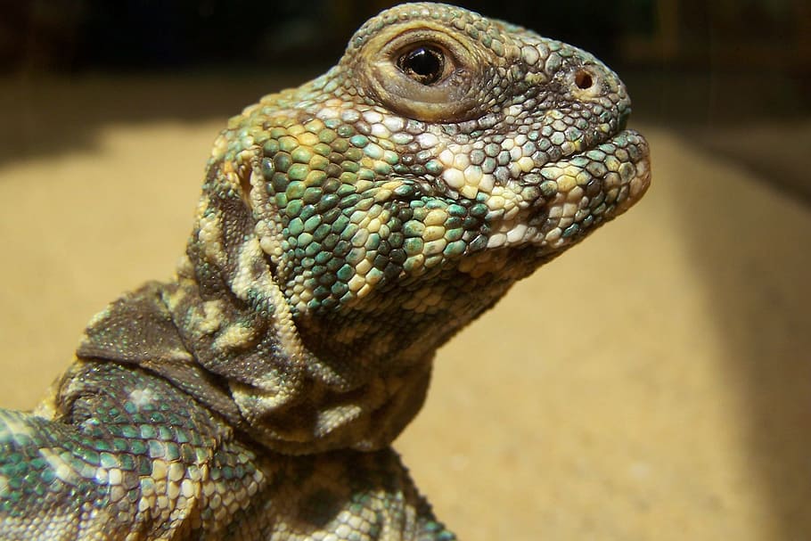 chameleon, reptile, close, one animal, animal themes, animal wildlife HD wallpaper