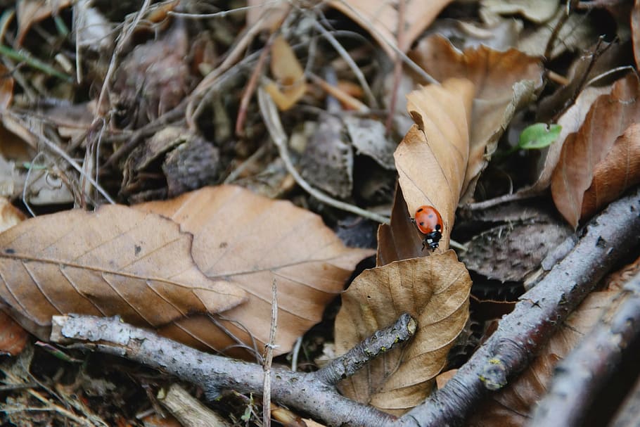 ladybug, leaves, autumn, close, animals, insect, macro, beetle, HD wallpaper