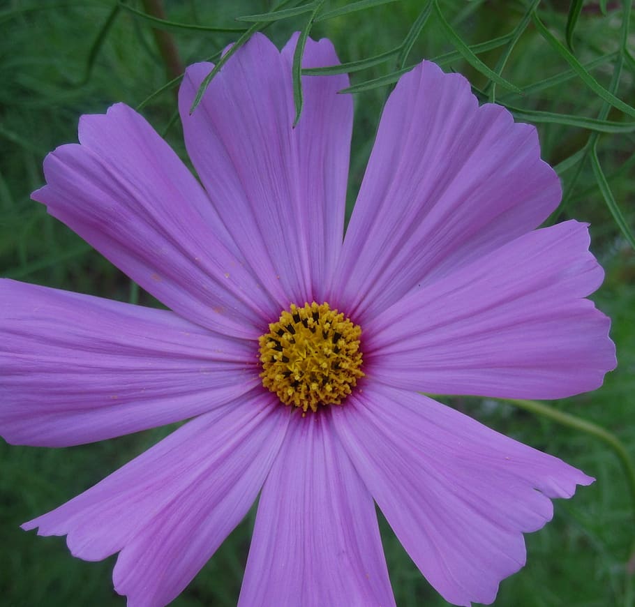 flower, bloom, wild, simple, pretty, daisy-like, purple, petals HD wallpaper