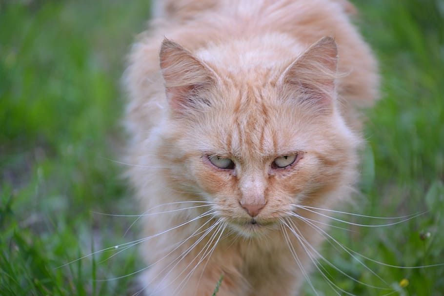 Mackerel, Red Cat, View, Evil, one animal, animal themes, domestic cat HD wallpaper