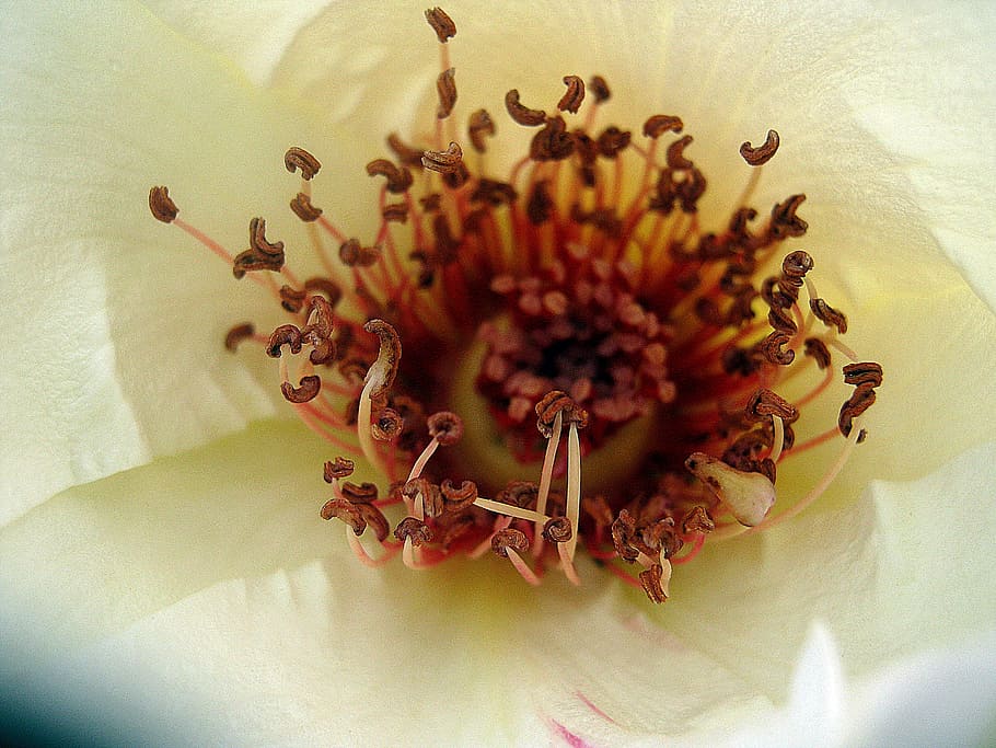 Flower, Spring, rose, pistil, nature, petal, single Flower HD wallpaper