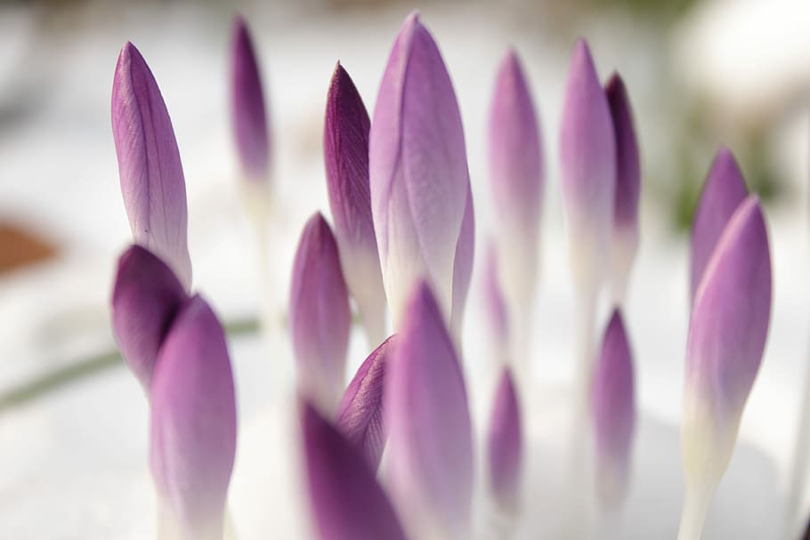shallow focus photography of purple flowers, purple tulip buds flower HD wallpaper