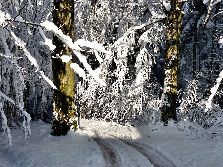 snowy trees, light, shadow, ice, cold, winter, cold temperature HD wallpaper
