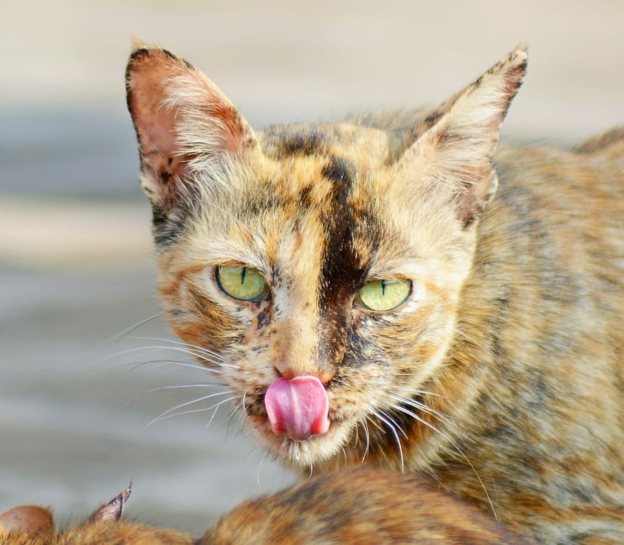 Cat, Animal, Angry, Pet, Close, Brown, one animal, animal themes HD wallpaper
