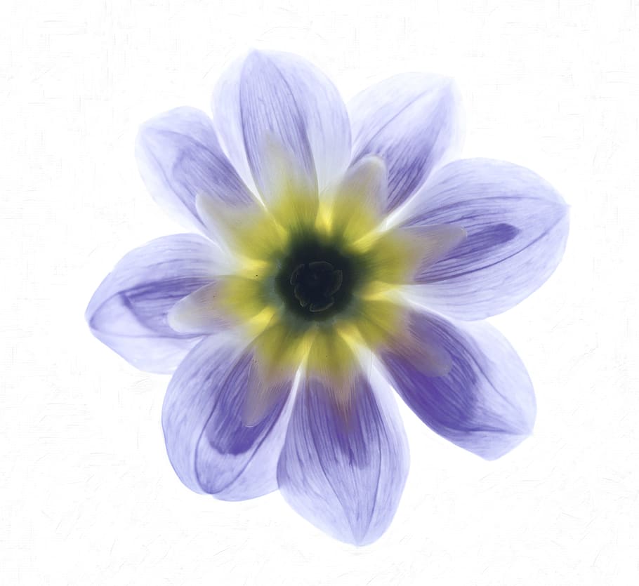 Flower, Dahlia, summer, nature, plant, petal, purple, close-up HD wallpaper