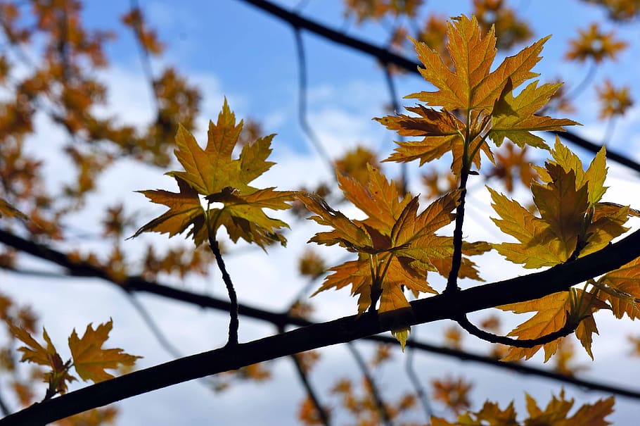 tree, sky, leaves, nature, natural, sunlight, outdoor, cloud HD wallpaper