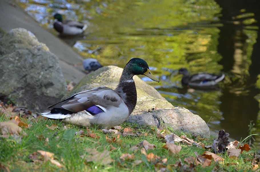 duck, park, water, pond, bird, nature, water bird, animal wildlife HD wallpaper