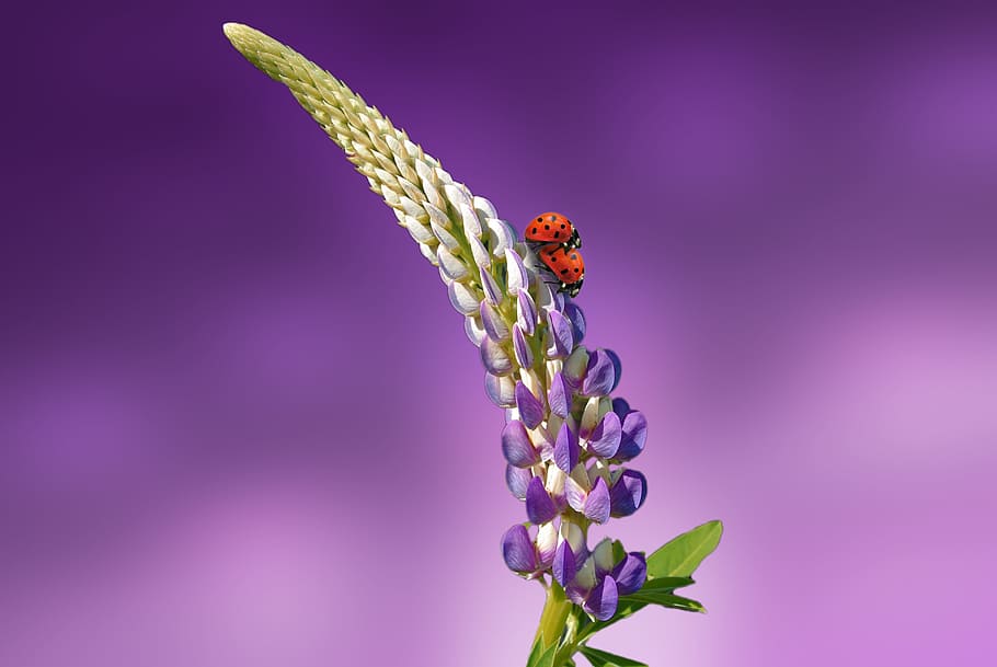 green and purple flower with shallow background, ladybug, blossom HD wallpaper
