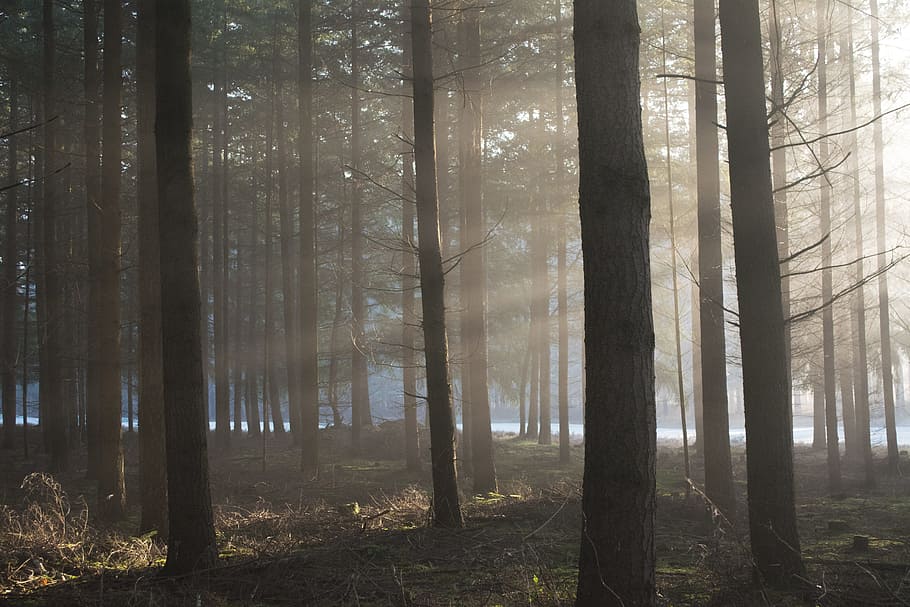 sun, shine, bright, nature, forest, winter, outside, sunrays HD wallpaper