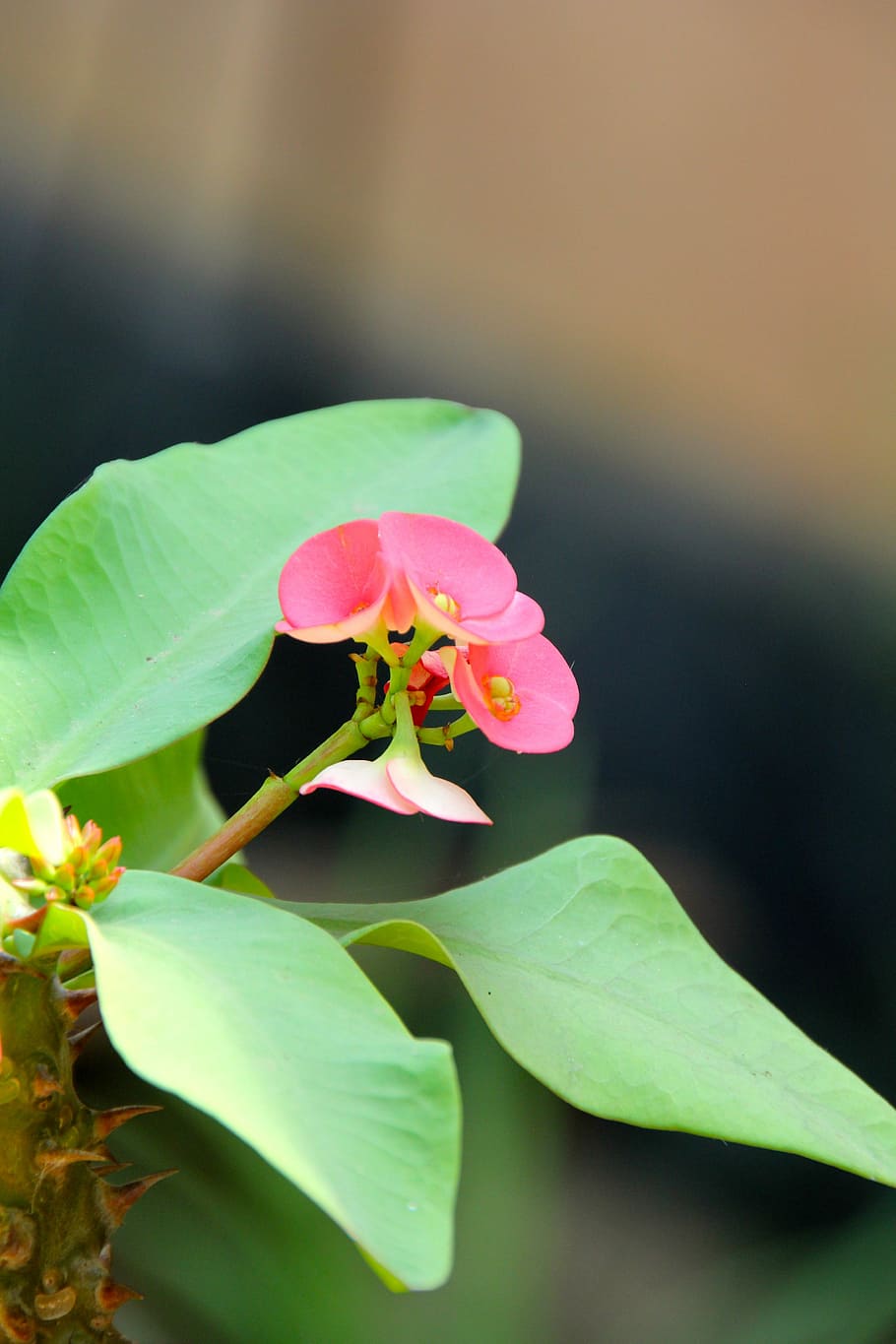 Flower, Blossom, Bloom, Spring, Plant, summer flower, leaf HD wallpaper