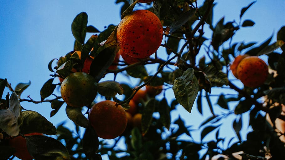 round orange fruit bearing tree, close, photo, plant, nature HD wallpaper