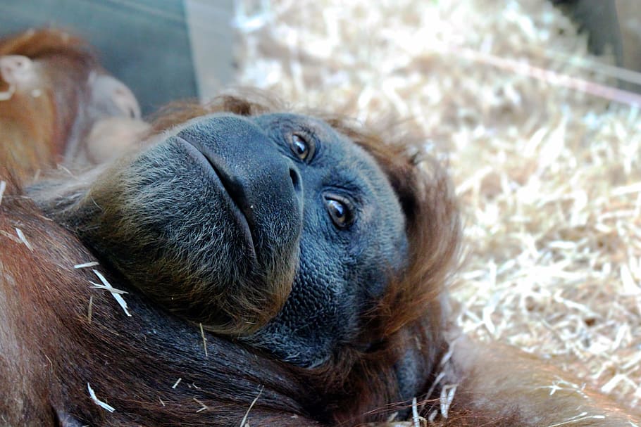 Orangutan, Monkey, Lies, Head, View, eyes, primacy, closeup HD wallpaper