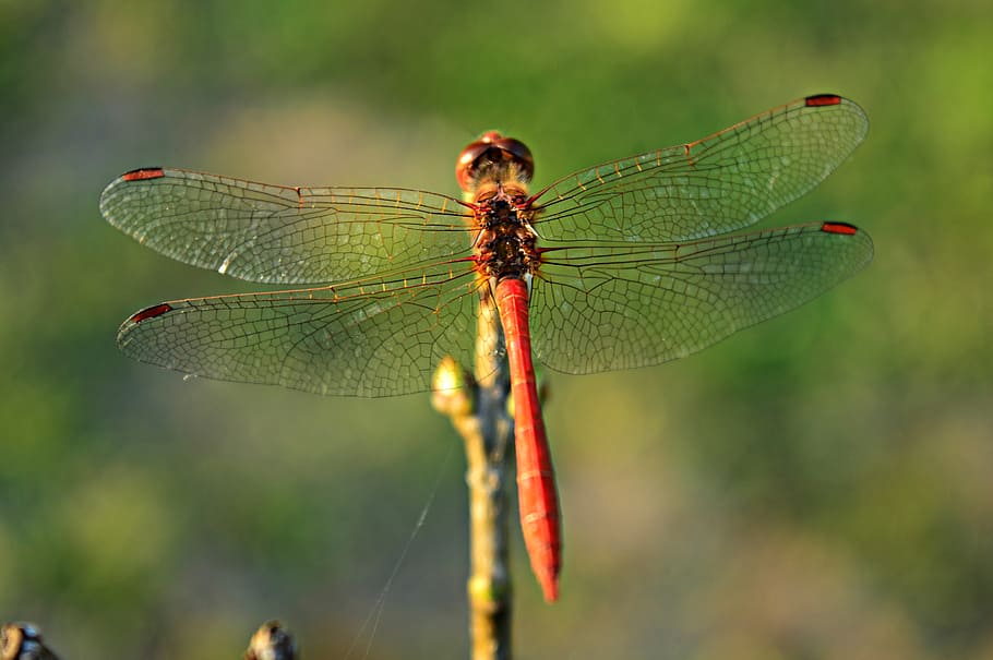 dragonfly, insect, nature, macro, macro nature, invertebrate HD wallpaper