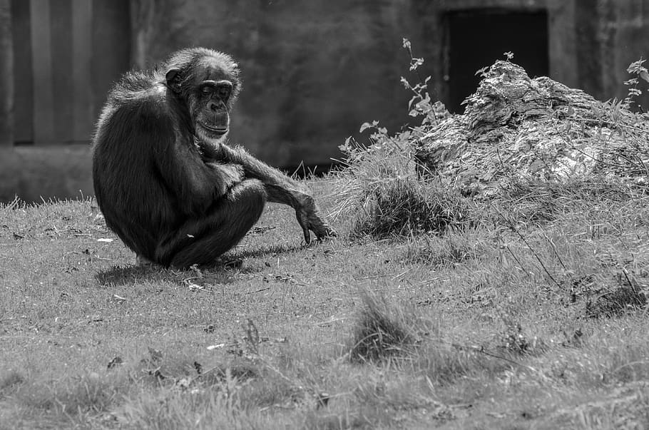grayscale photography of monkey sitting on grass, greyscale photography of monkey sitting near the plant