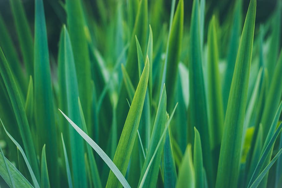 closeup photo of sword-shaped green leafed plant, green grass HD wallpaper