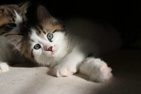 kittens, cat, cute, feline, pet, young, kitty, domestic, adorable HD wallpaper