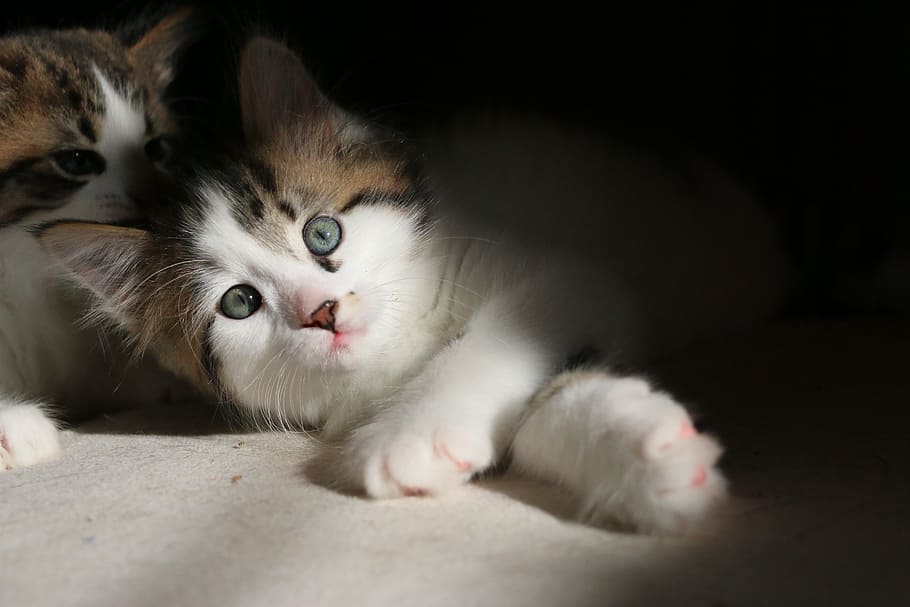 kittens, cat, cute, feline, pet, young, kitty, domestic, adorable HD wallpaper