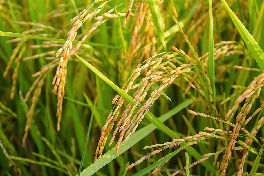 green leaf wheat, rice, sheaves of rice, gold, rice Paddy, agriculture, HD wallpaper