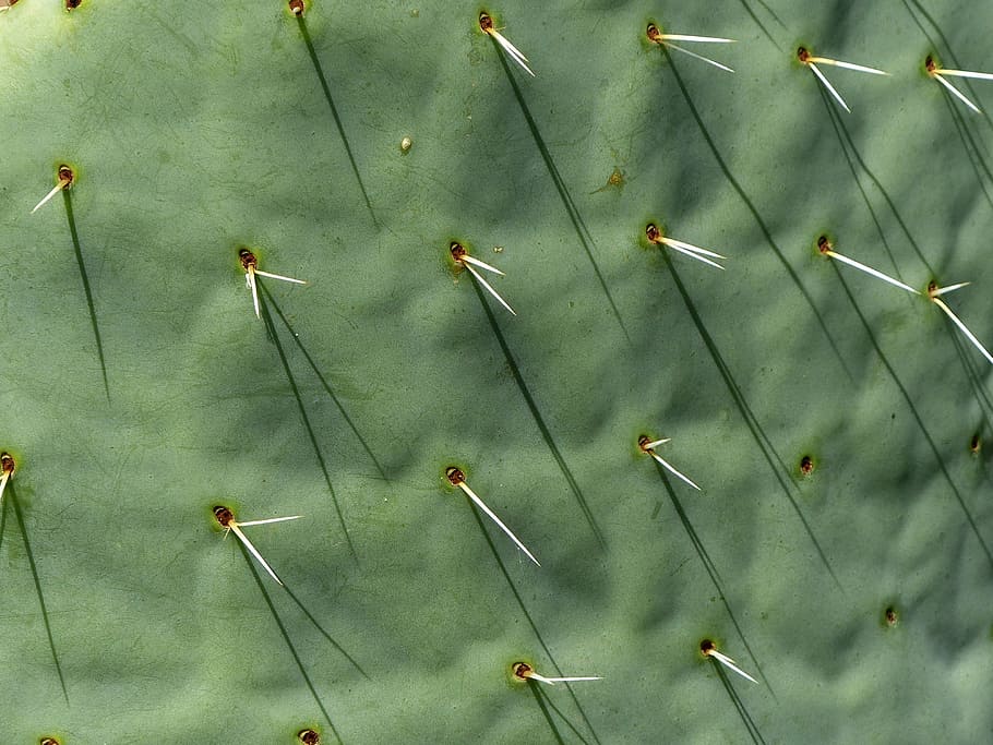 cactus, long thorns, spice, full screen, nature, plant, wallpaper HD wallpaper