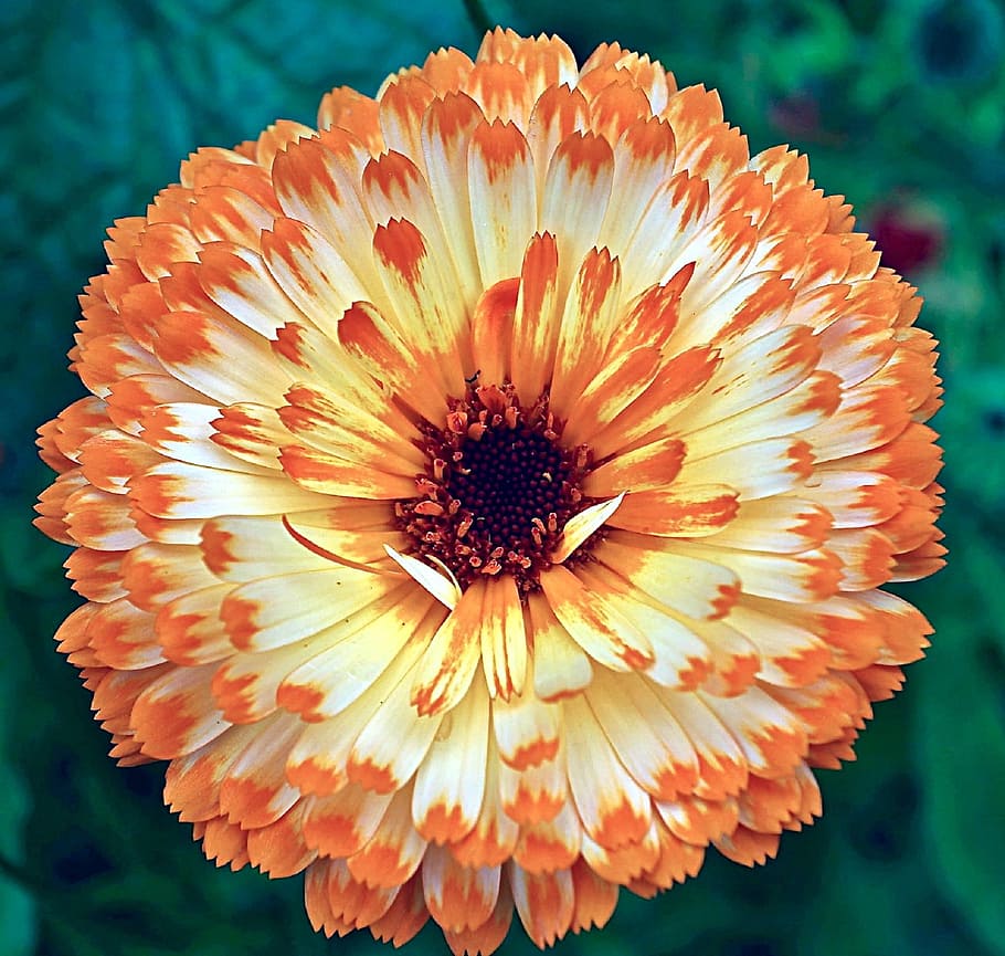 calendula, flower, orange, white, bloom, blossom, plant, colorful HD wallpaper
