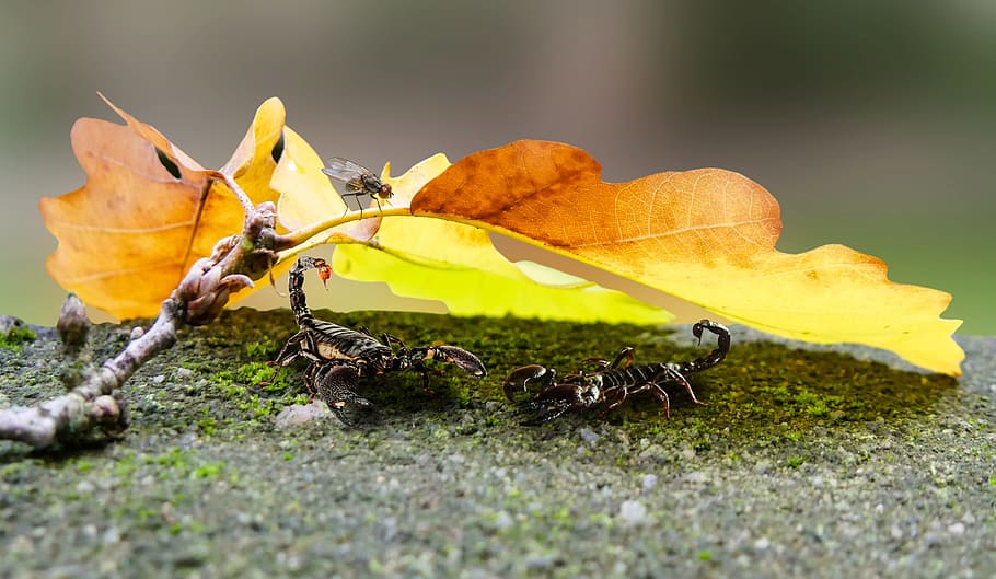 nature, animals, scorpions, leaf, autumn, hidden, sting, gift, HD wallpaper