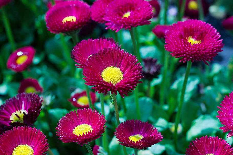 Flower, Beautiful, Nature, Spring, beauty in nature, pink color HD wallpaper