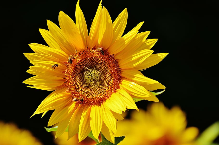 sun flower, bees, summer, garden, blossom, bloom, yellow, insect HD wallpaper