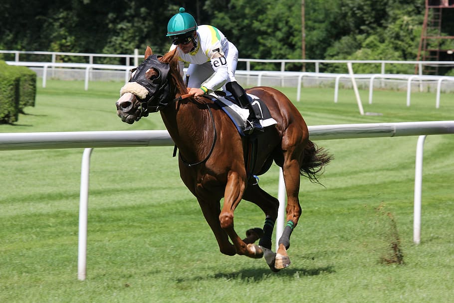 action, athlete, competition, course, equestrian, equine, fast HD wallpaper