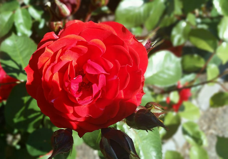 rose, red, nice, summer, danish, denmark, flowering plant, freshness HD wallpaper