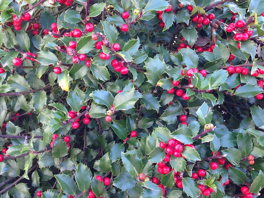 1920x1080px | free download | HD wallpaper: holly, holly berries, berry ...