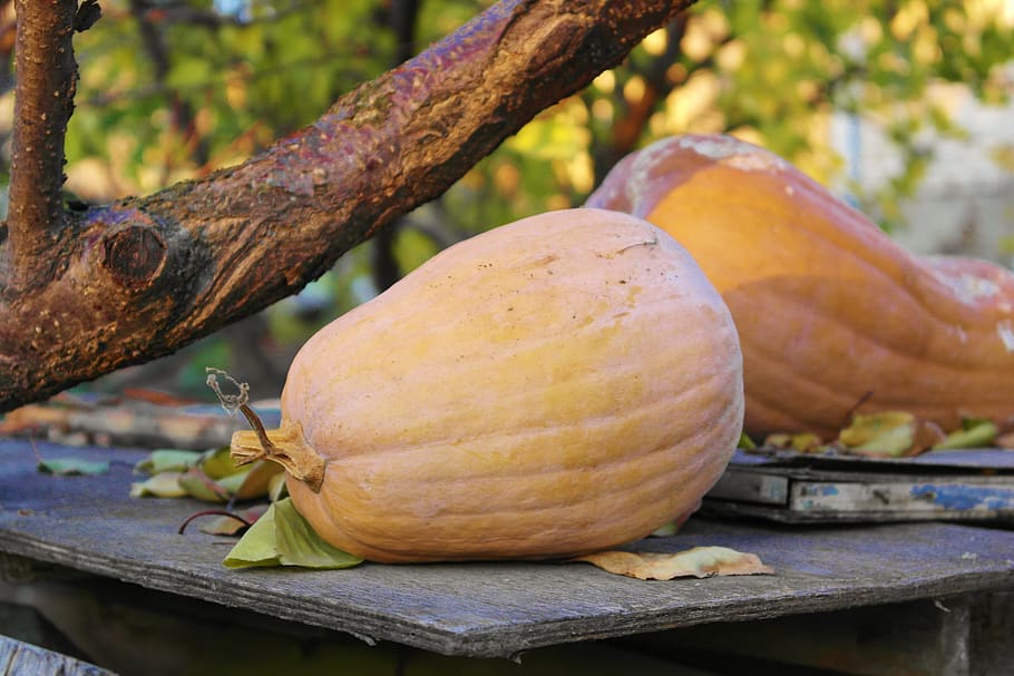 pumpkin, autumn, vegetables, food and drink, healthy eating HD wallpaper