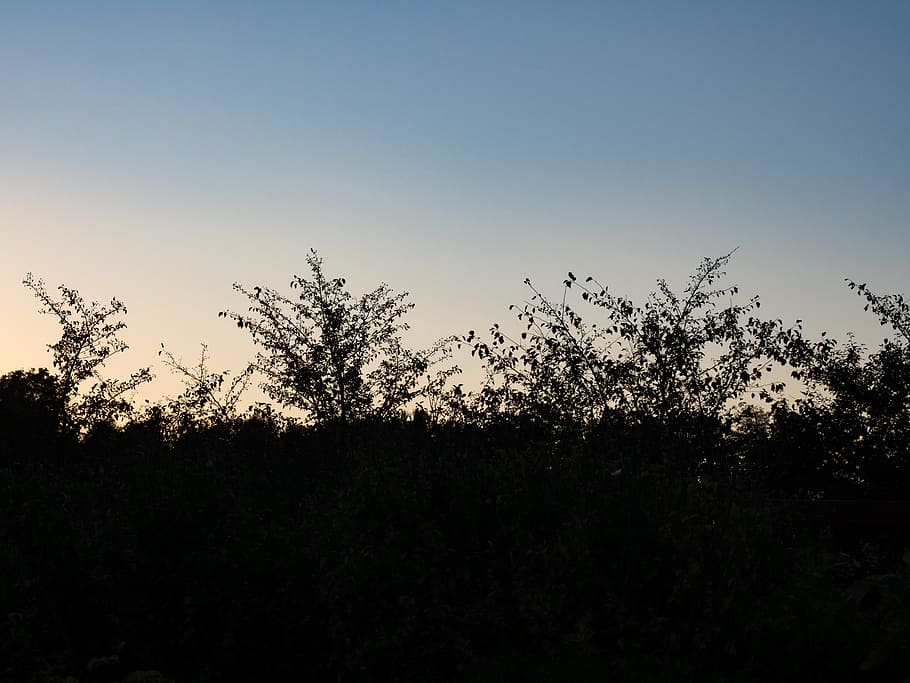 Branches in Sunset, night, sillouette, Nature, tree, sky, outdoors, HD wallpaper