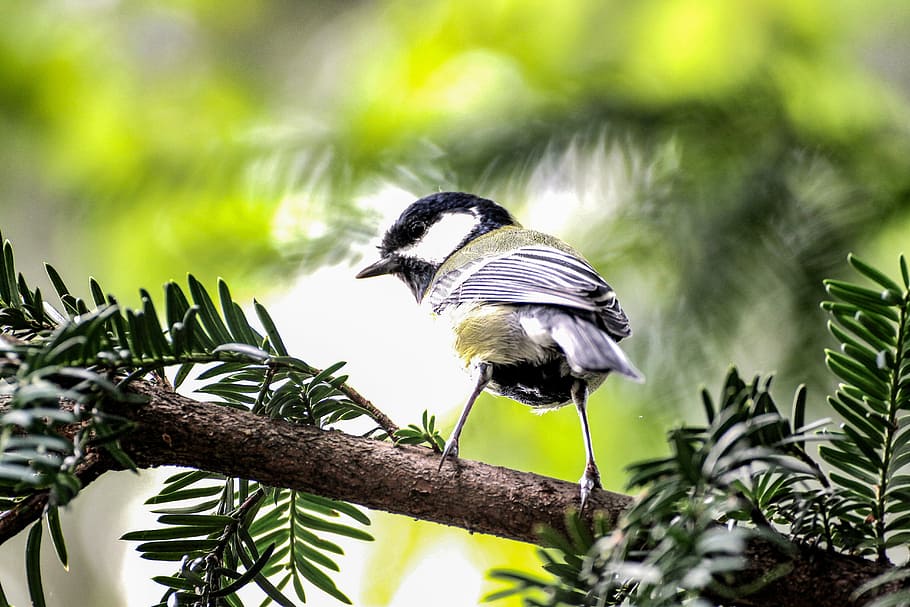 tit, bird, feather, fly, branch, fir, animal wildlife, animal themes HD wallpaper