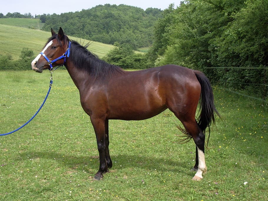 brown horse standing on grass field, mare, pre, prairie, animal HD wallpaper
