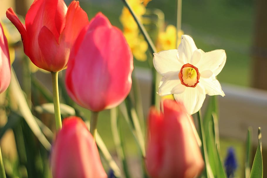 tulip, daffodil, flower, spring, nature, floral, spring flower HD wallpaper