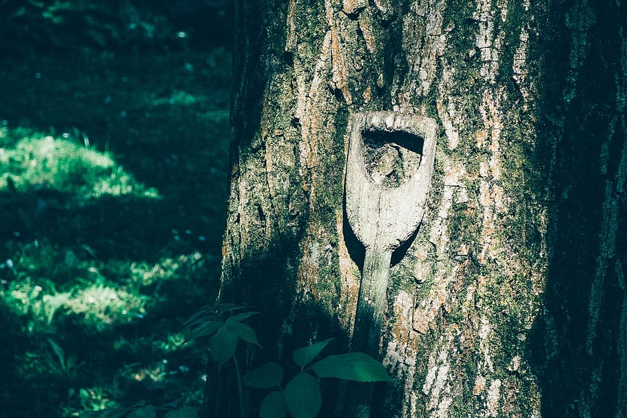 tree, nature, spade handle, wood, log, old tree, big tree, gardening HD wallpaper