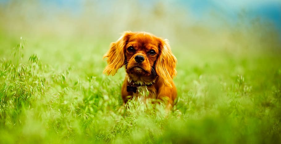 tan cavalier king charles spaniel puppy, dog, animal, domestic, HD wallpaper