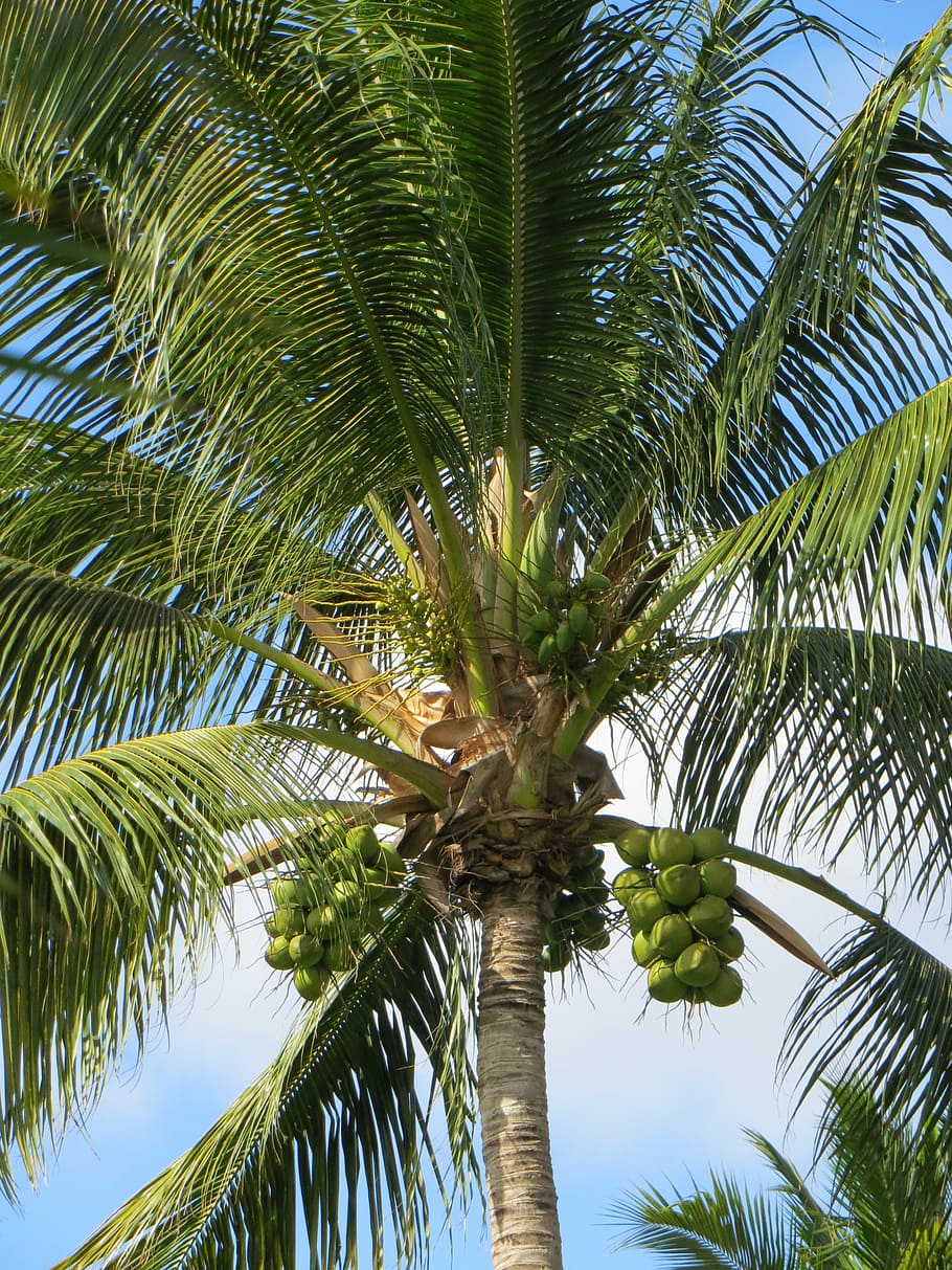 palm, summer, mauritius, coconut tree, tropical, beach, holiday HD wallpaper