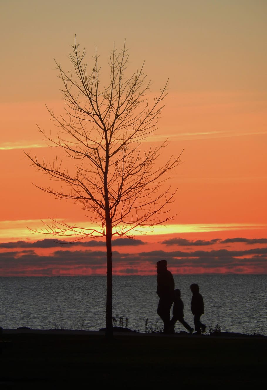 early morning stroll, silhouette of one adult and two kids walking near sea and bare tree during golden hour HD wallpaper