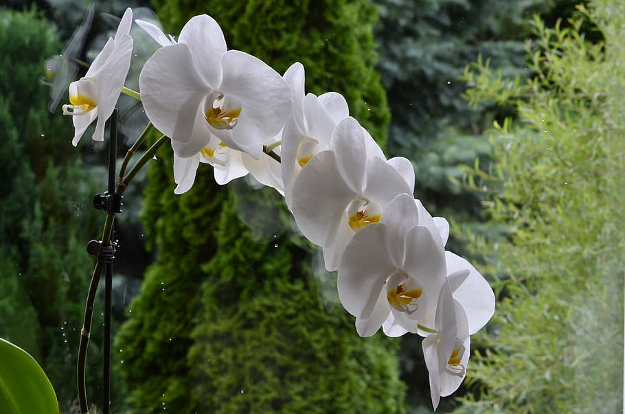 orchis, flower, blooming, plant, flowering plant, freshness HD wallpaper