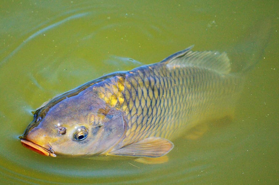 gray and yellow fish on water at daytome, Carp, Swim, Pond HD wallpaper