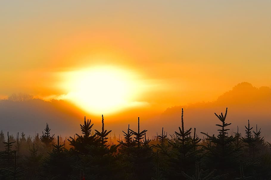 sunrise, mist, field, trees, nature, landscape, fog, morning HD wallpaper