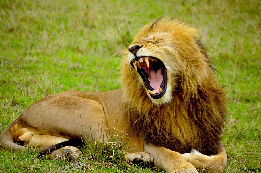 brown lion lying on grass, male, animal, wildlife, africa, safari, HD wallpaper