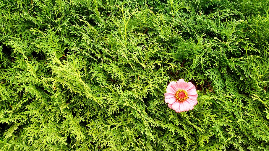 green, pink, flower, texture, nature, floral, spring, blossom HD wallpaper