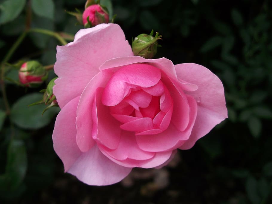 rose, pink, garden roses, nature, pink Color, plant, petal HD wallpaper